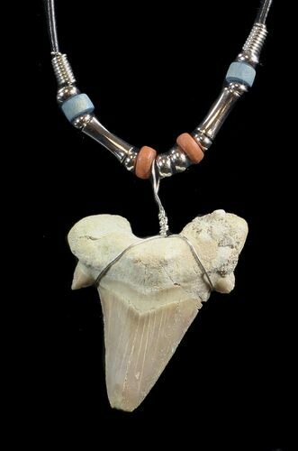 Fossil Otodus Shark Tooth Necklace #43071